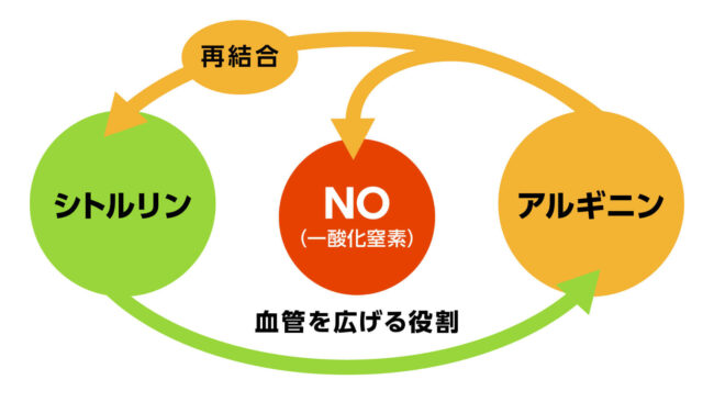 L-アルギニンとL-シトルリンの一酸化窒素NO生成メカニズム